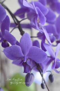 Ƥޤ󡪥եΥץBlue Geneʥ֥롼ˡס顪⤤ŷġ鲤Ƥ©νФڤʡ