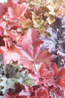 ϥǥΥҥ塼Ƽｩ쥯<br>ɥǥΥ顼꡼դȤ