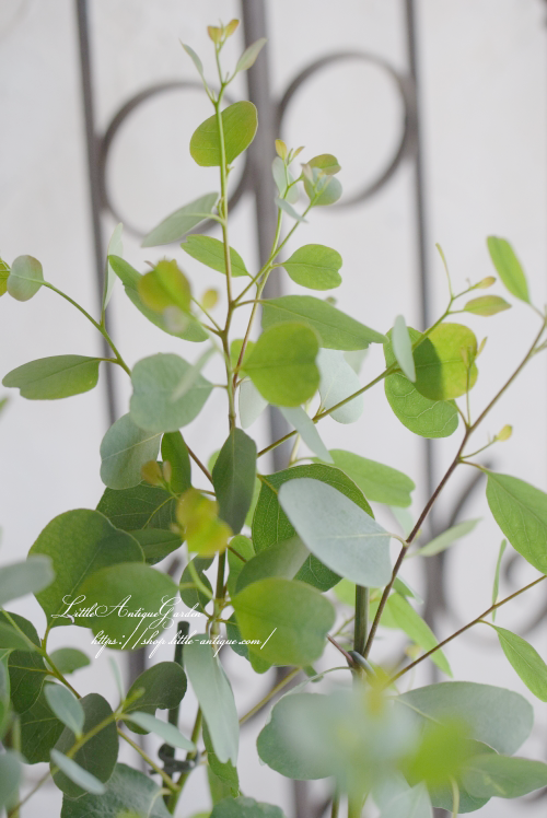 ユーカリ「カンフォラ」 - LittleAntiqueGarden~リトル ユーカリ「カンフォラ」 - LittleAntiqueGarden~リトル