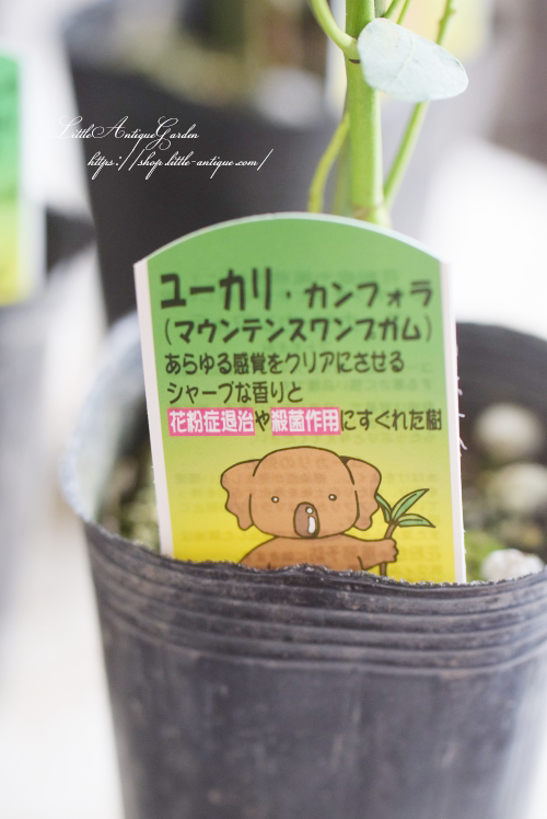 ユーカリ カンフォラ 大型ポット苗 可愛いハートリーフ♡