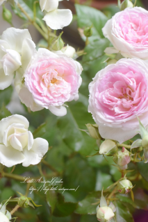Х飶ġ֥롼롦ǡࡼ<br>Τ襤餷˼餭鯡ȾĤʤΤǾ碌Ƥİ♡ǥС<img class='new_mark_img2' src='https://img.shop-pro.jp/img/new/icons16.gif' style='border:none;display:inline;margin:0px;padding:0px;width:auto;' />