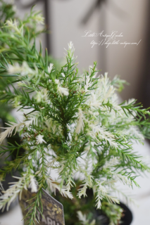 ַ֡ס꤬⤭ΩĤ褦򡣵ʪߥߺϤˤ♡<img class='new_mark_img2' src='https://img.shop-pro.jp/img/new/icons16.gif' style='border:none;display:inline;margin:0px;padding:0px;width:auto;' />