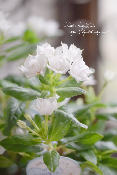 キズナフィールド　ヤイバ　シークレット　2枚 コトブキヤ 1/72 V.I.シリーズ ナインボール＝セラフ 「ARMORED