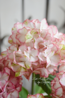 ۲֡ʤإå<br>˻ΩƤǤδ󤻿ˡˤ⡪۲֥ϥɥ󥸥<img class='new_mark_img2' src='https://img.shop-pro.jp/img/new/icons16.gif' style='border:none;display:inline;margin:0px;padding:0px;width:auto;' />