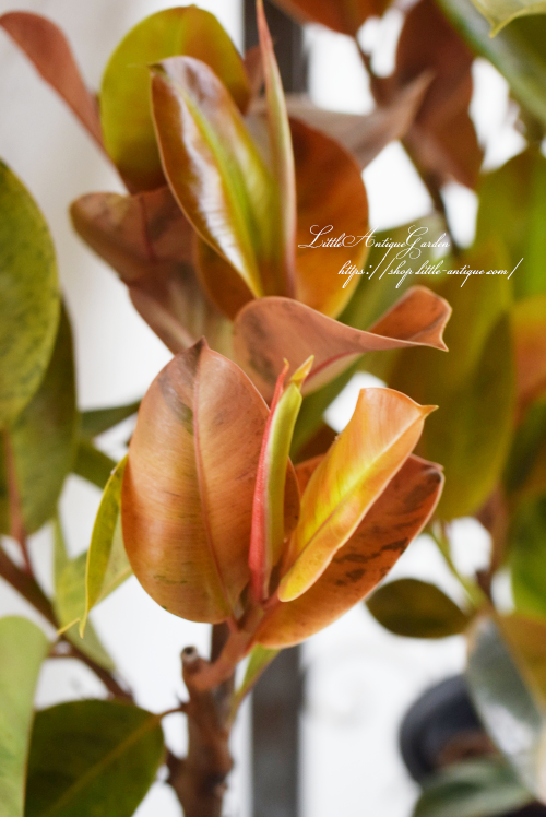 フィカス・ジン- LittleAntiqueGarden～リトルアンティーク