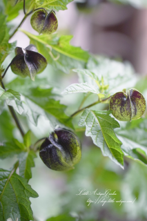 ˥ɥ顦ۤ<br>åʹۤޤǳ֤֡ϥѡץǲ֤¤ڤޤ♡