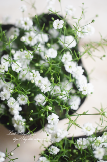 ץե顡ץۥ磻<br>ʼΥߥǤ♡