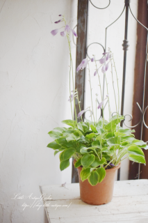 òۥȭʼˡΤޤ޿륵ɥǥ˷礫ʤʥܥ<img class='new_mark_img2' src='https://img.shop-pro.jp/img/new/icons16.gif' style='border:none;display:inline;margin:0px;padding:0px;width:auto;' />