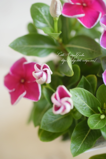 ֱۥꥸʥӥ󥫡֥饺٥꡼ۥåס<br>֤Ӥ餯♡鲤ۥåץ꡼Τ褦ʥ˥˥¾Ǥϼʤʼ<img class='new_mark_img2' src='https://img.shop-pro.jp/img/new/icons16.gif' style='border:none;display:inline;margin:0px;padding:0px;width:auto;' />