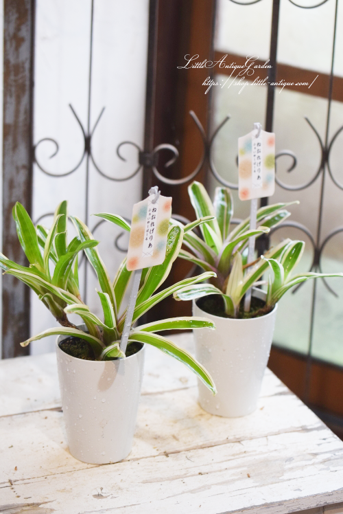 ネオレゲリア・ファイヤーボール- LittleAntiqueGarden~リトル ネオレゲリア・ファイヤーボール- LittleAntiqueGarden~リトル
