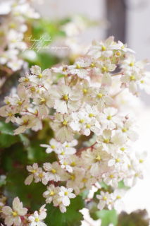 ե饬֥󥷥󥰥ԥƥåס֥󥹥꡼♡򤯤뤪ޯʸ<img class='new_mark_img2' src='https://img.shop-pro.jp/img/new/icons16.gif' style='border:none;display:inline;margin:0px;padding:0px;width:auto;' />