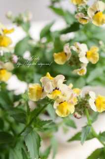 طϥͥ᥷֥ͥ󥷥㥤<br>Ťξ֤餯