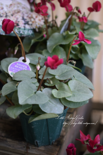 ߥ˥󡦥Сӥ塼ƥ֥磻<br>С꡼դ쥬♡<img class='new_mark_img2' src='https://img.shop-pro.jp/img/new/icons16.gif' style='border:none;display:inline;margin:0px;padding:0px;width:auto;' />