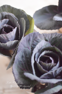 ղðƥ˥ॷСޥåɤͥϥܥ