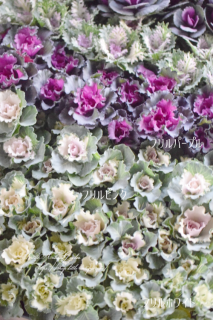 ¿γղðƿޤİߥ˥ϥܥ֡