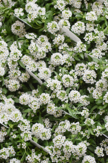 ֱۤΥå֥ۥ磻ȡף♡ѤåࡩѤäȳʬ䤹ǯ͵<img class='new_mark_img2' src='https://img.shop-pro.jp/img/new/icons3.gif' style='border:none;display:inline;margin:0px;padding:0px;width:auto;' />