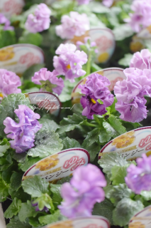 ѥ󥸡ߥåե֥٥<br>եեΥܡ餭ѥ󥸡♡ıݥꥸʥ