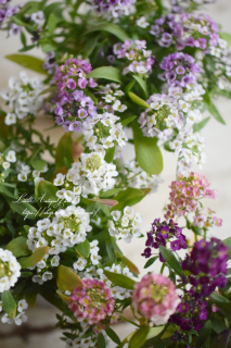 åࡦMIXǲڤ䤫ˢ󤻿˴򤷤