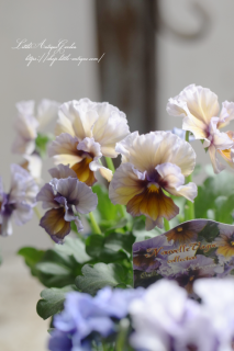 ӥ顦̡֥졼<br>ȥݥꥸʥ롣եäӥ顣ֿ̲פΰա<img class='new_mark_img2' src='https://img.shop-pro.jp/img/new/icons42.gif' style='border:none;display:inline;margin:0px;padding:0px;width:auto;' />