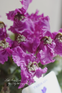 ߥ˥♡߲ץơ֥ˤ礳Ȥ򤷤4<br>ѡץ֥롼Υե륷ɲֱ४ꥸʥ<img class='new_mark_img2' src='https://img.shop-pro.jp/img/new/icons16.gif' style='border:none;display:inline;margin:0px;padding:0px;width:auto;' />