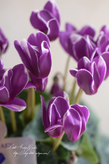 ��������♡�ָ�ĳ�ץơ��֥�ˤ��礳��Ȥ�����򤷤�4��������<br>��ʤ�ؤ˥ѡ��ץ�β֤Ӥ顡��ɲֱ४�ꥸ�ʥ�