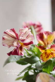 ѥ󥸡ߥåե֥ݥåס<br>ȥΥեեѥ󥸡♡ıݥꥸʥ