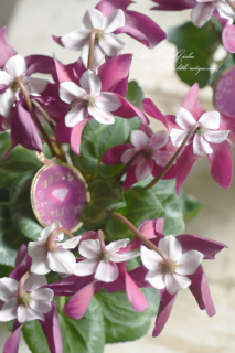 ߥ˥󡦥⥫奨꡼꡼<br>ۤۥ磻Ȥǰ餷♡Ȳ֤Ӥ餬