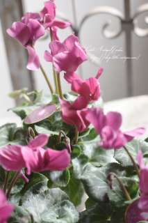 ߥ˥󡦥⥫奨꡼꡼<br>ץʲֻ♡<img class='new_mark_img2' src='https://img.shop-pro.jp/img/new/icons16.gif' style='border:none;display:inline;margin:0px;padding:0px;width:auto;' />