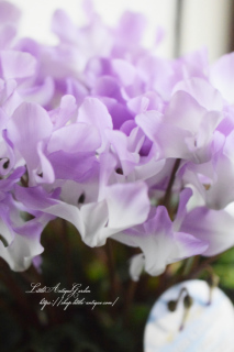 ֥ϥåԡۥ磻ȥ饦ɥ󥶥֥롼6<br>øǡ󡡥ץ쥼Ȥˡ<img class='new_mark_img2' src='https://img.shop-pro.jp/img/new/icons16.gif' style='border:none;display:inline;margin:0px;padding:0px;width:auto;' />