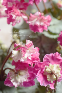 ߥ˥Ȭʣ餭<br>С꡼դ꡼ֱݥꥸʥ