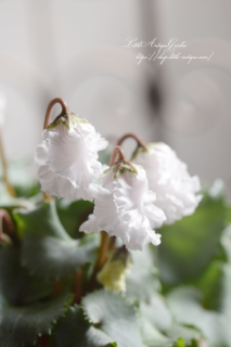 ߥ˥ץۥ磻ȥե󥸺餭<br>С꡼դ꡼ֱݥꥸʥ<img class='new_mark_img2' src='https://img.shop-pro.jp/img/new/icons16.gif' style='border:none;display:inline;margin:0px;padding:0px;width:auto;' />