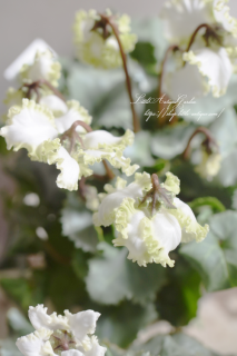 ߥ˥ץ꡼ե󥸺餭<br>С꡼դ꡼ֱݥꥸʥ