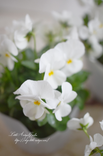 ӥ֥ۥ磻ȡס碌ǽӥ<img class='new_mark_img2' src='https://img.shop-pro.jp/img/new/icons16.gif' style='border:none;display:inline;margin:0px;padding:0px;width:auto;' />