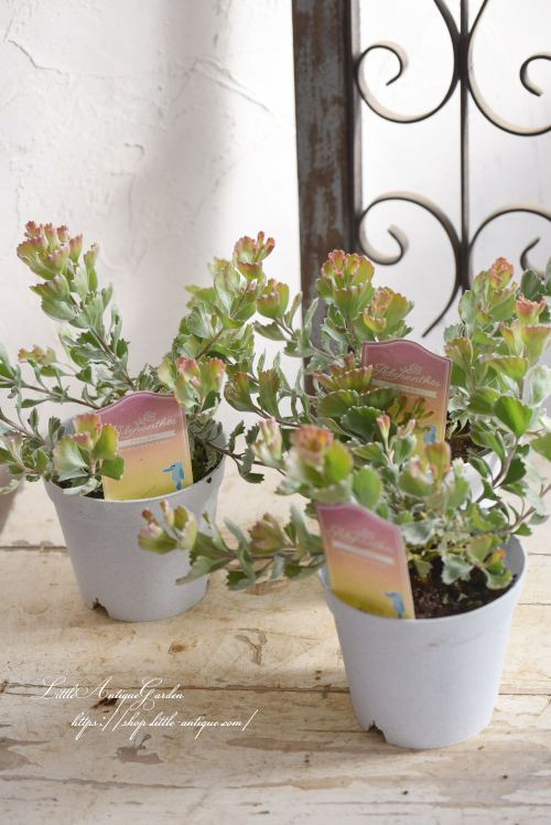 英国 ROYAL ARDEN 陶花かご 陶器バスケット 西洋陶磁フラワー