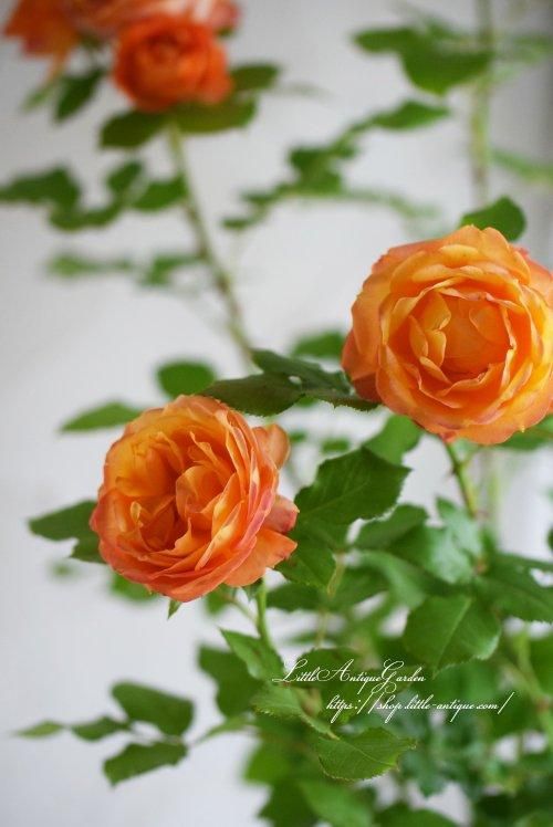 FLベビーロマンティカ- LittleAntiqueGarden～リトルアンティーク