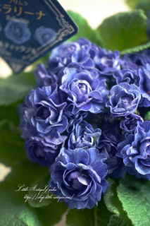 ץ顦٥꡼ʡ֥ѥƥå֥롼<br>ǯ餯ŤˤŤʤڤʲ֤Ӥ