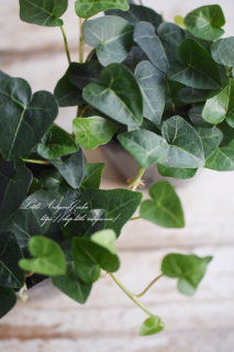 ӡʥإǥˡ֥ȥϡȡ<br>åʥ꡼Υϡȥ꡼