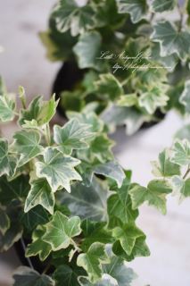 ӡʥإǥˡ֥꡼<br>ڤߤդäѡ꤬