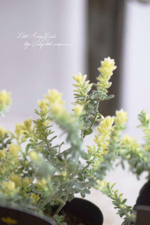 もふもふ⭐️⭐️⭐️ロータス　プリムストーン　抜き苗 ⭐️⭐️⭐️ 20211227124039_3.jpg