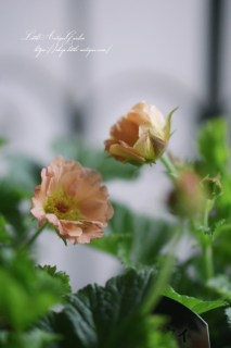 ֥ޥ♡äѤʤOKȤäƤ͵ʥƥ顼<img class='new_mark_img2' src='https://img.shop-pro.jp/img/new/icons16.gif' style='border:none;display:inline;margin:0px;padding:0px;width:auto;' />