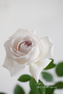 商品検索 - LittleAntiqueGarden～リトルアンティークガーデン～