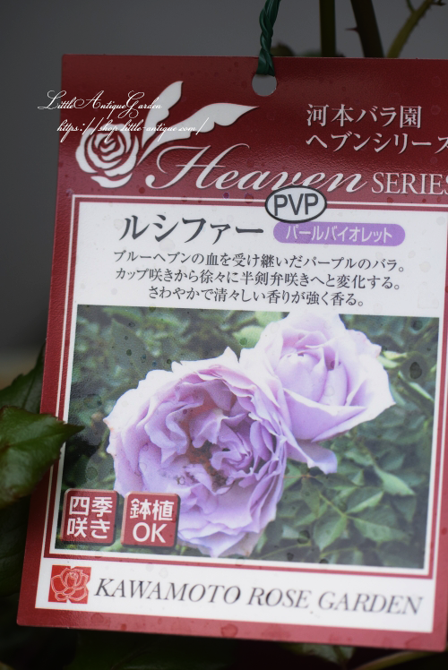 バラ6寸大苗「ルシファー」- LittleAntiqueGarden~リトル バラ6寸大苗「ルシファー」- LittleAntiqueGarden~リトル