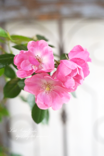 Хġ֥󥸥CLԥ<br>鿴Ը֤餯ɥĤХ顣