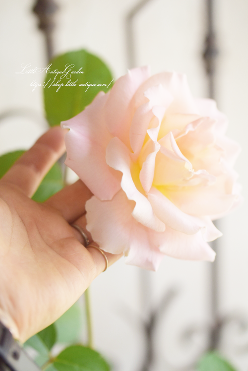 バラ苗「ロココ」CL LittleAntiqueGarden~リトルアンティーク バラ苗「ロココ」CL LittleAntiqueGarden~リトルアンティーク