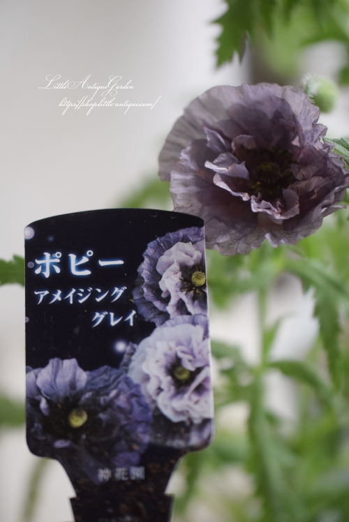 ポピー・アメージンググレイ - LittleAntiqueGarden～リトル