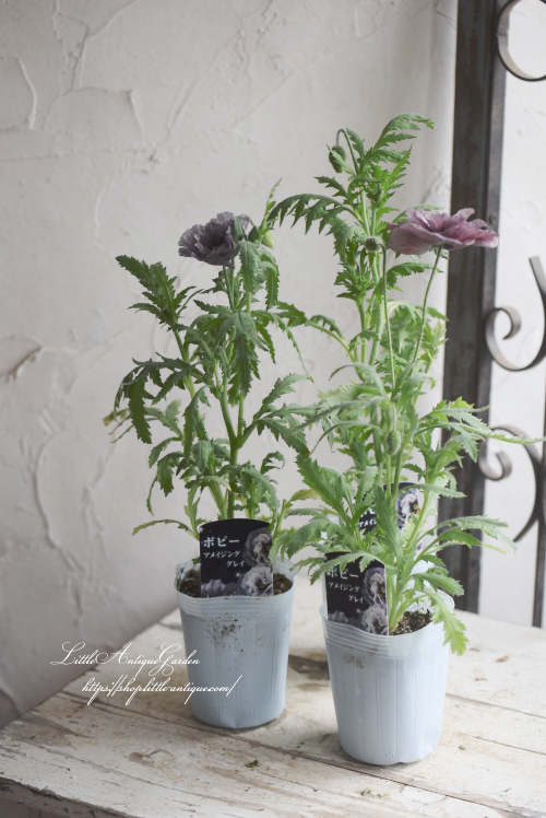 ポピー・アメージンググレイ - LittleAntiqueGarden~リトル ポピー・アメージンググレイ - LittleAntiqueGarden~リトル