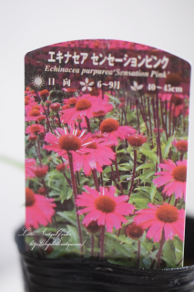 ʥ󥻡ԥ<br>ѥȤˤޤȤޤӥӥåȥ顼ϥåꤷ礤Ƥˤ餱ʤ뤵˶ǯ礭ʤ롪Ƥ˺餯ϡ֤♡