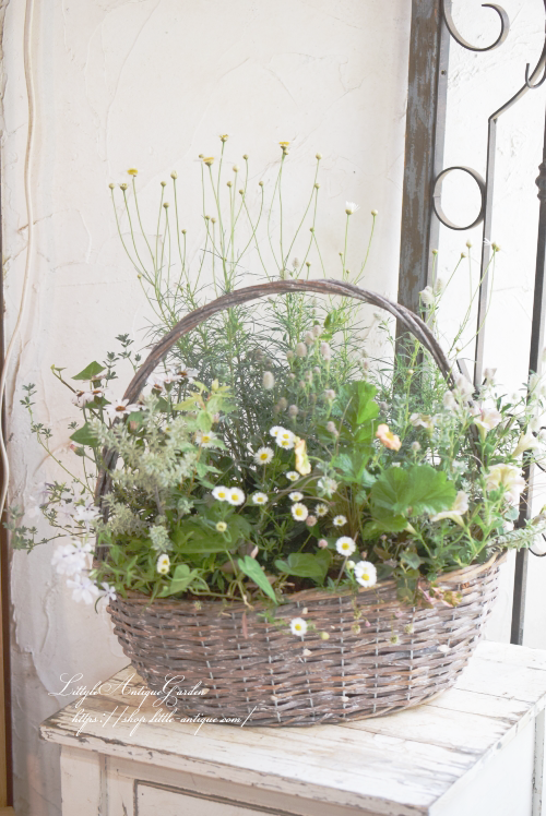 寄せ植え ギャザリング- LittleAntiqueGarden~リトル 寄せ植え ギャザリング- LittleAntiqueGarden~リトル