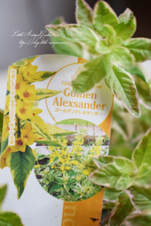 ʼꥷޥ֥ǥ󥢥쥭סۤΤԥ󥯤ޤΥ饤॰꡼󡣤ΩǤ