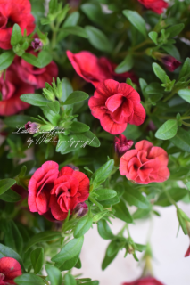 Ȭź餭֥饳ϥ֥֥꡼åɡסͲİ֥饳